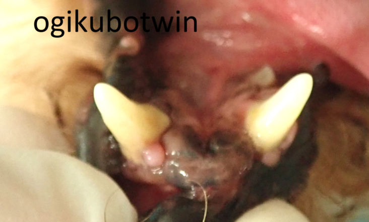 犬　歯磨き　犬歯